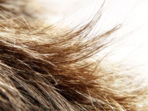 Damage Hair