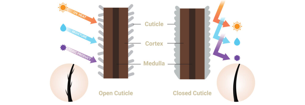 Shiny Hair Hair Cuticle