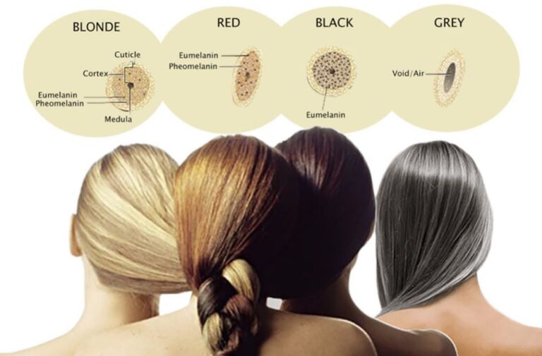 Hair Structure - Melanin