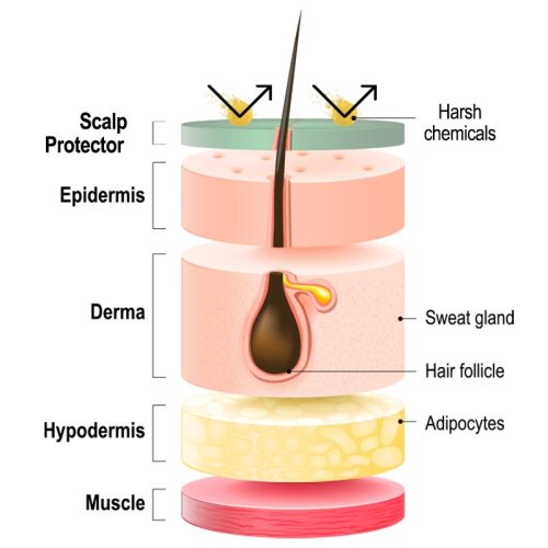 glosz-scalp-protector-process